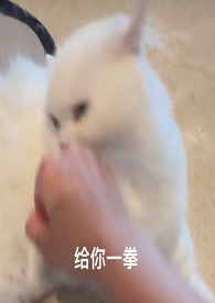 喵喵(1v1)_peiskos_御书文